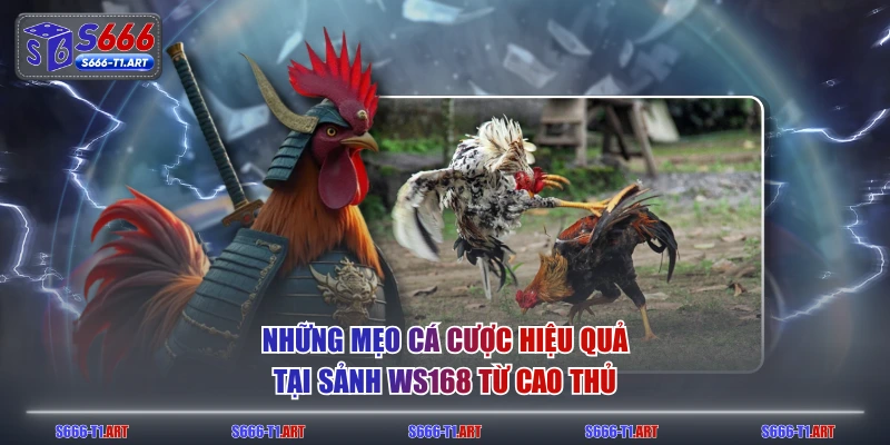 Những mẹo cá cược hiệu quả tại sảnh WS168 từ cao thủ