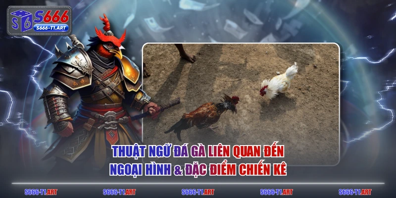 Thuật ngữ đá gà liên quan đến ngoại hình & đặc điểm chiến kê