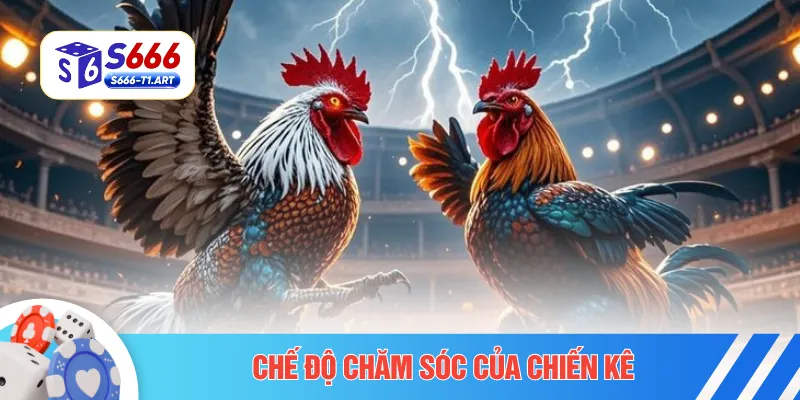 Chế độ chăm sóc của chiến kê