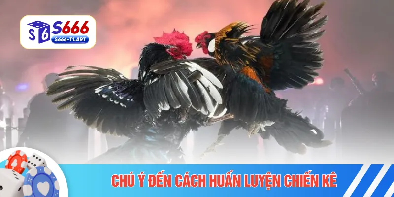 Chú ý đến cách huấn luyện chiến kê