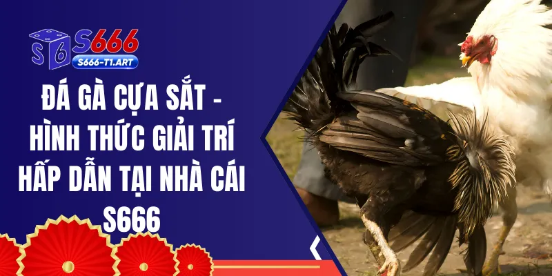 Đá Gà Cựa Sắt - Hình Thức Giải Trí Hấp Dẫn Tại Nhà Cái S666