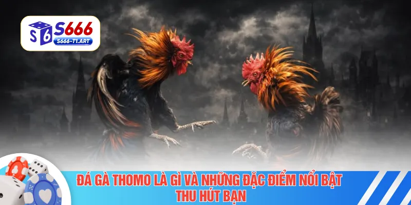 Đá gà Thomo là gì và những đặc điểm nổi bật thu hút bạn