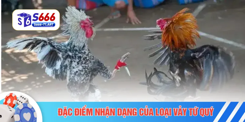 Đặc điểm nhận dạng của loại vảy tứ quý