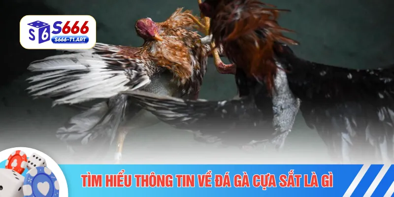 Tìm hiểu thông tin về đá gà cựa sắt là gì
