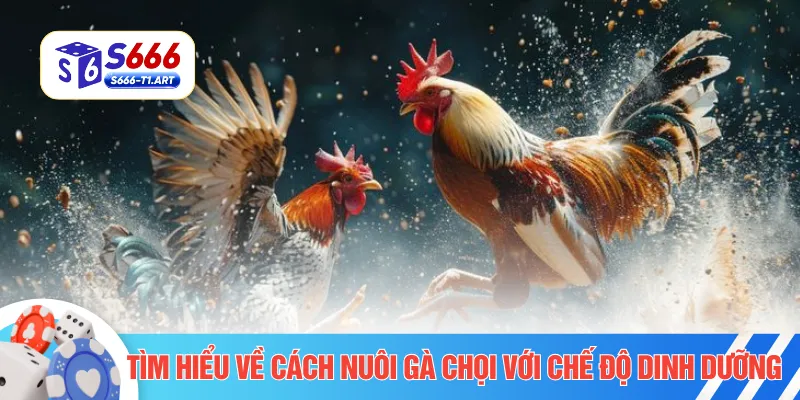 Tìm hiểu về cách nuôi gà chọi với chế độ dinh dưỡng